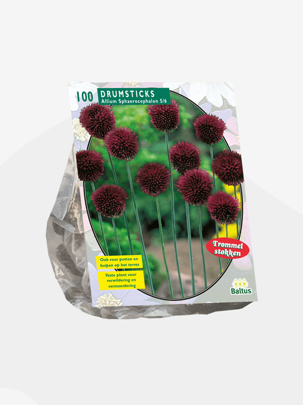 Allium Sphaerocephalon per 75