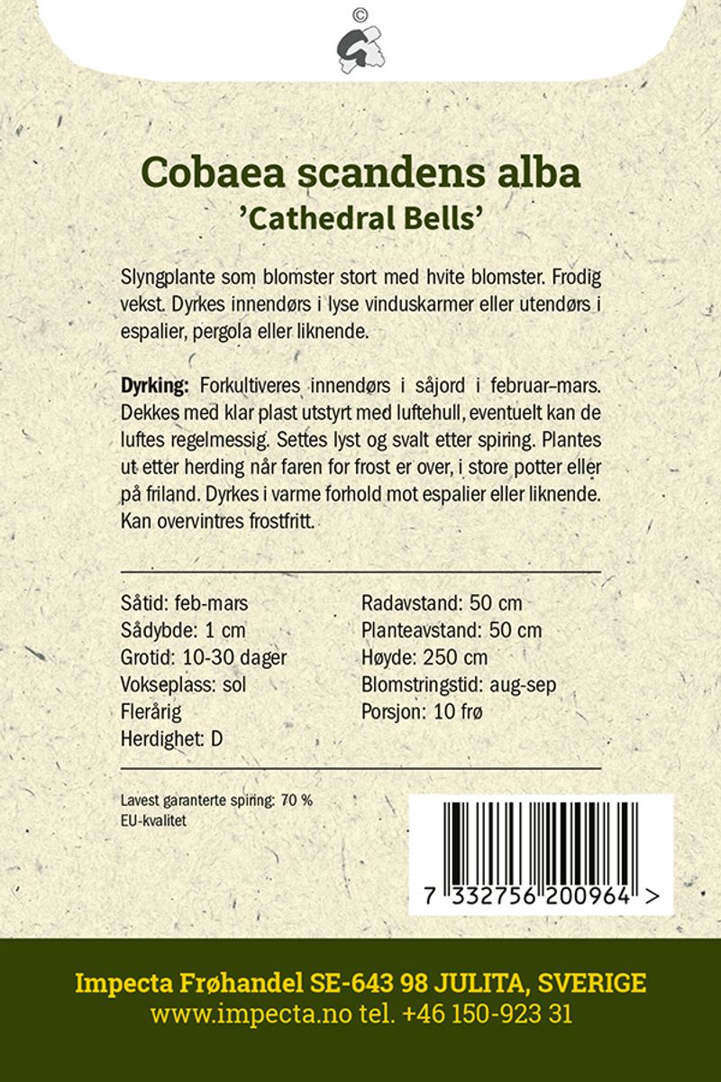 Hvit klokkeranke 'Cathedral Bells'