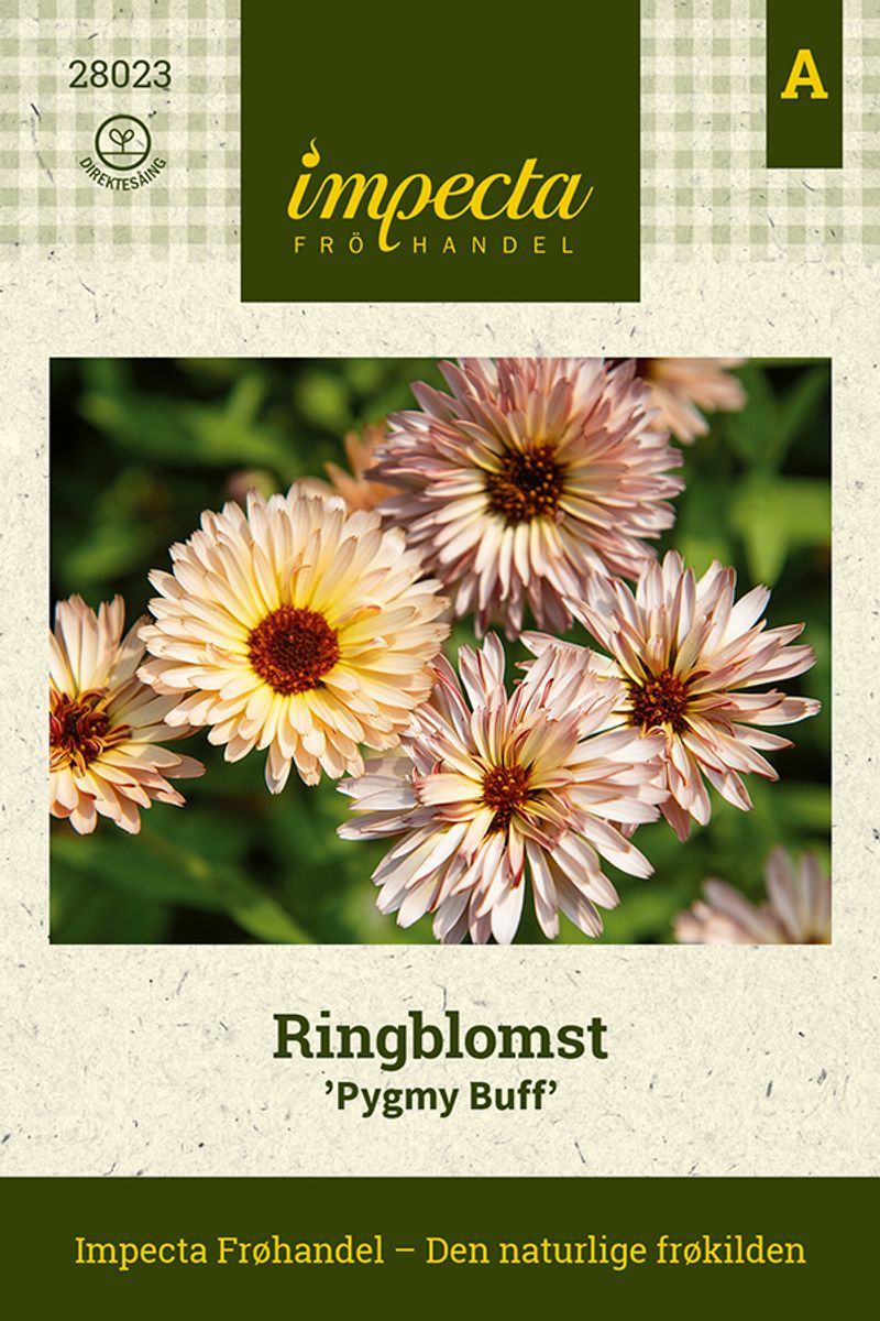 Ringblomst Pygmy Buff
