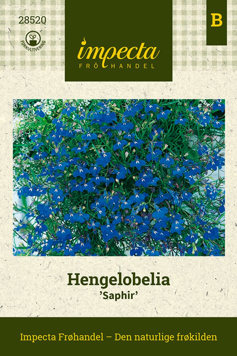 Hengelobelia Saphir