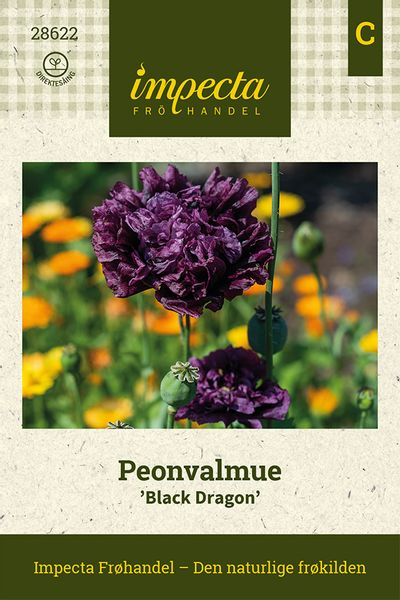 Hovedbilde Peonvalmue 'Black Dragon'