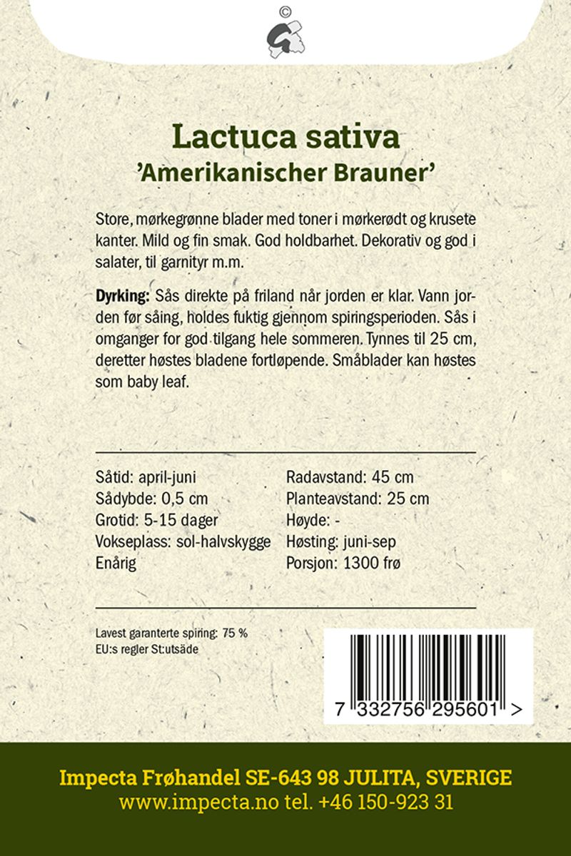 Plukksalat 'Amerikanischer Brauner'