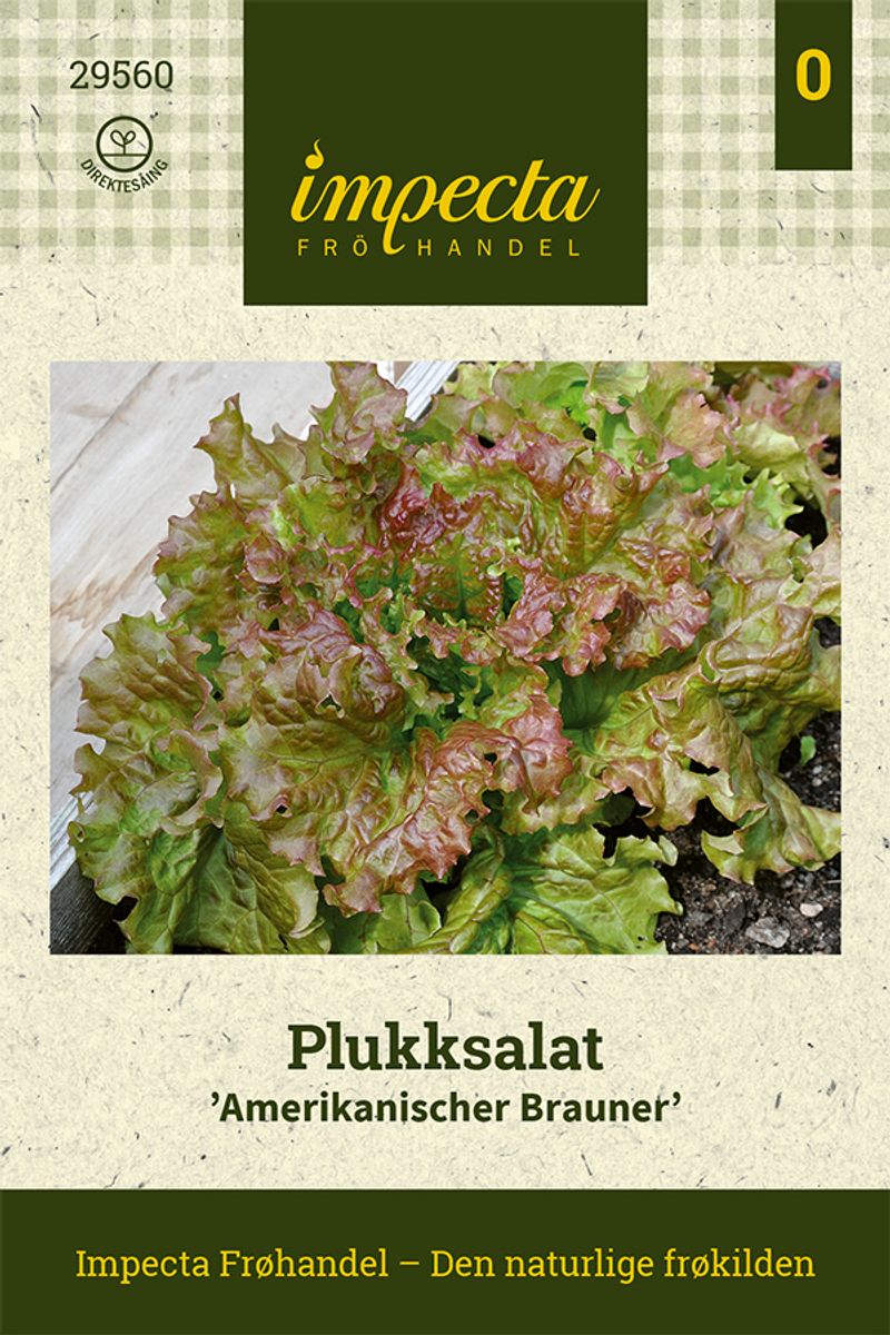 Plukksalat 'Amerikanischer Brauner'