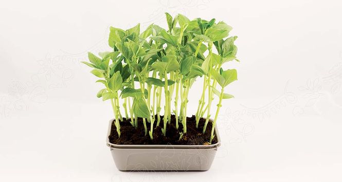 Hovedbilde Micro Leaf Bønnevikke
