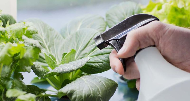 PLANTEPLUGG salatfrø