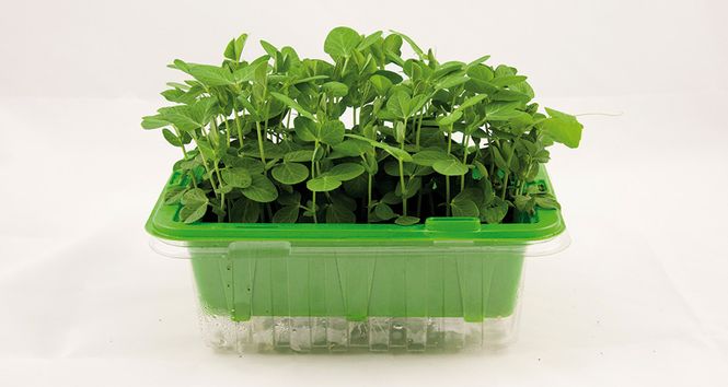 Hovedbilde Micro Leaf Ert