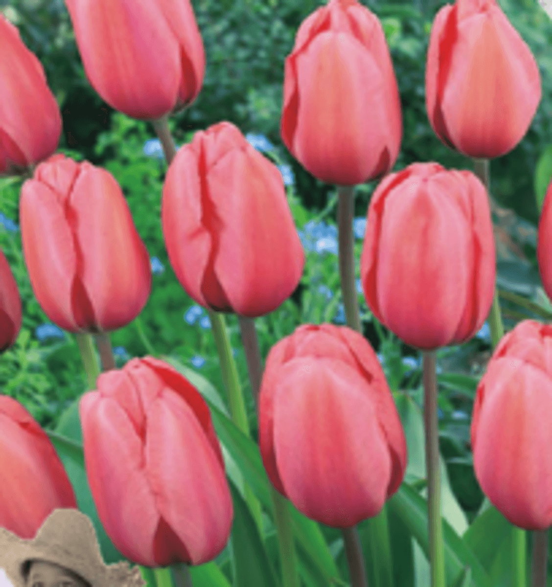 Tulipan Darwin pink 12 i pakningen
