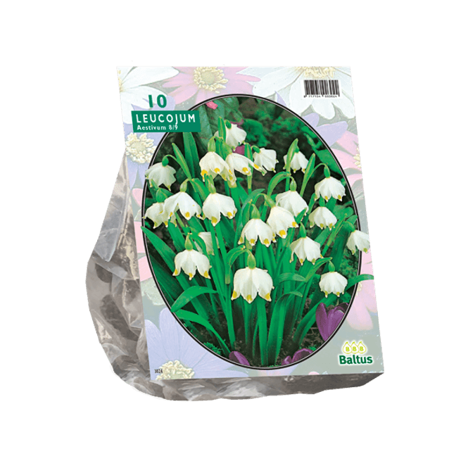 Hovedbilde Leucojum.Løk størrelse: 8/9 . Antall løk 10.