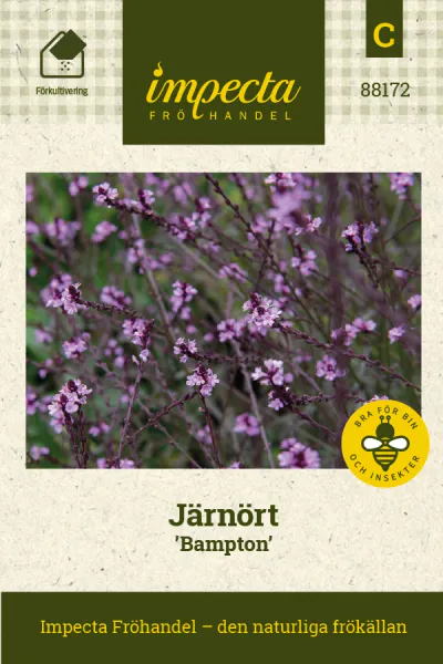 Hovedbilde VERBENA BAMPTON