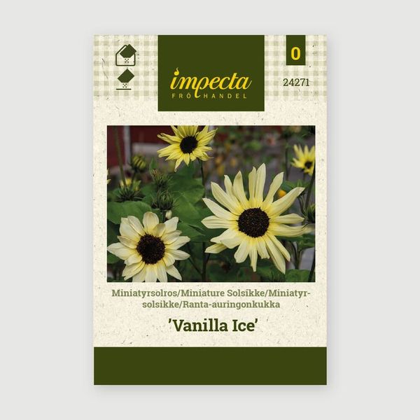 Hovedbilde MINIATYRSOLSIKKE VANILLA ICE