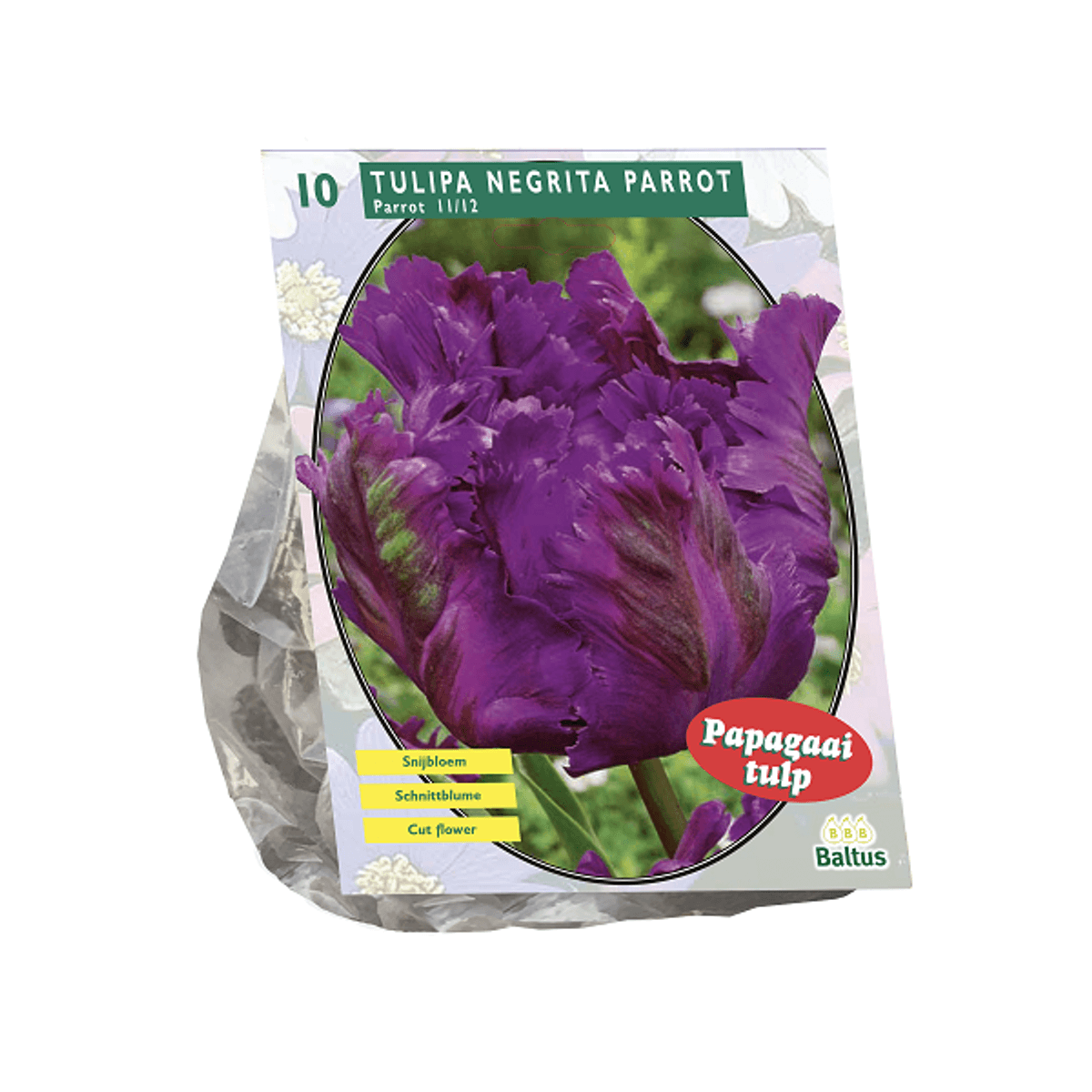 Tulipan Negrita Parrot 10 i pakken