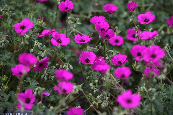 Hovedbilde 3 stk Geranium cinereum subcaulescens