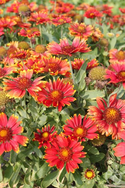 Hovedbilde 3 stk Gaillardia aristata 'Arizona Red Shades'